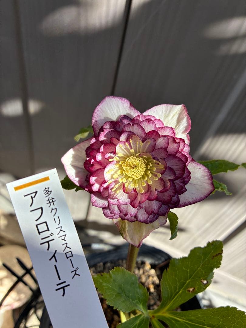 ♡認定♡アフロディーテ　極上整形花！！