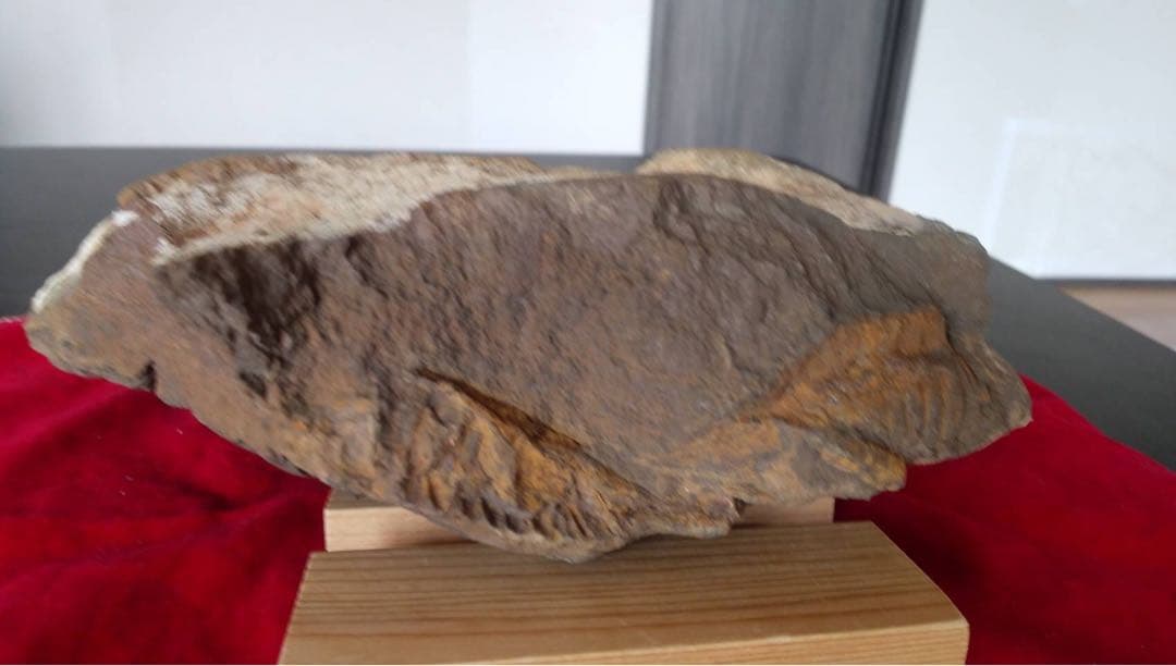 三葉虫化石　化石　古道具　アンティーク　ディスプレイ　オブジェ