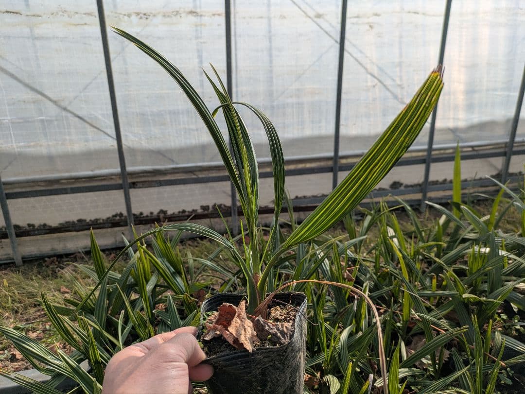 残りわずか　カナリーヤシ50株