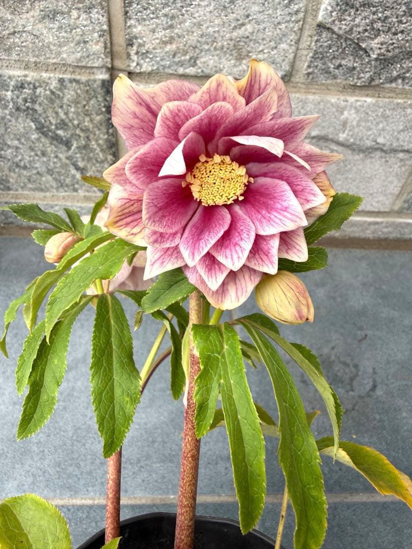 【KinaRi】クリスマスローズ　広瀬園芸　ソレイユ風