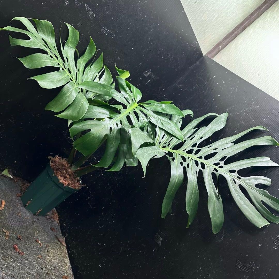 あ*さ様 モンステラデリシオーサマクロコズム超希少系統鉢植え71㎝