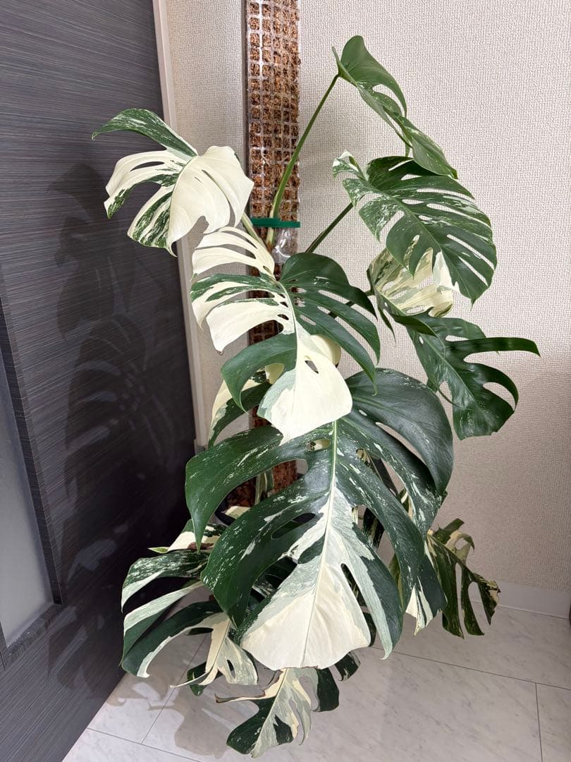 引き取り限定！大株　モンステラ　ボルシギアナ　ホワイトタイガー　斑入り