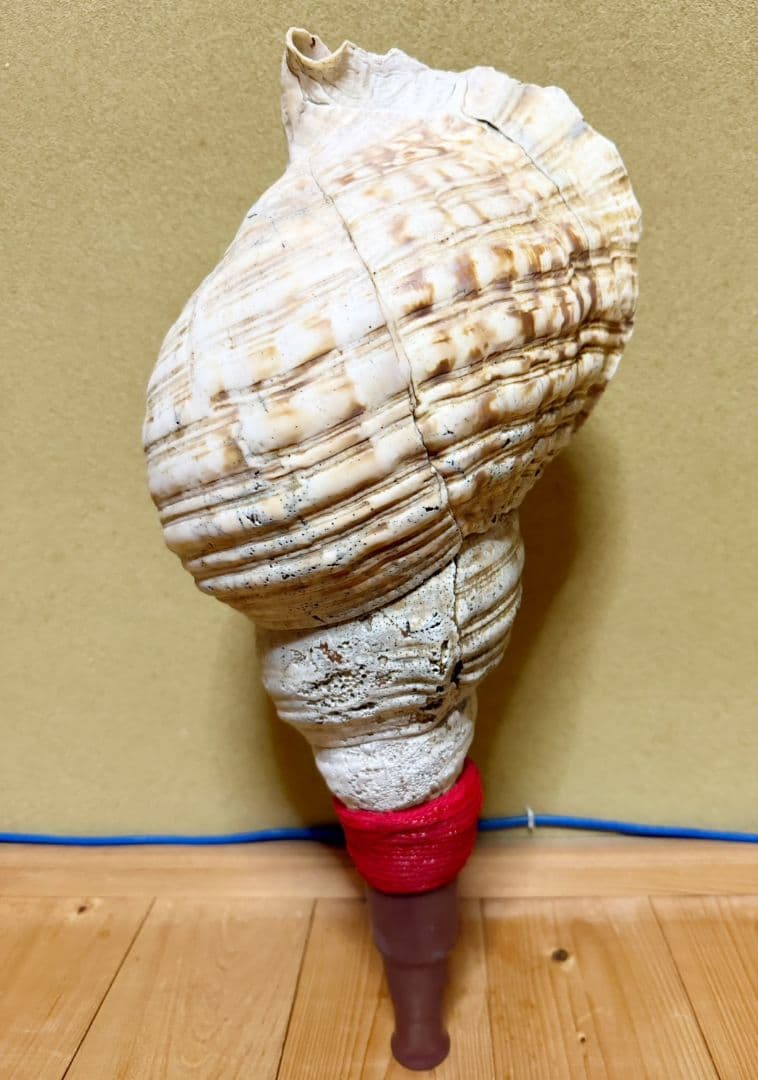 限定セール❗️最大級修験道法螺貝50㎝　肉厚　山伏ホラガイ　ほら貝