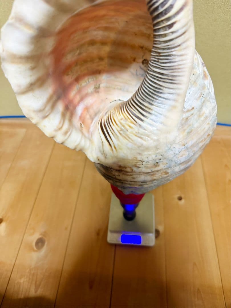 限定セール❗️最大級修験道法螺貝50㎝　肉厚　山伏ホラガイ　ほら貝