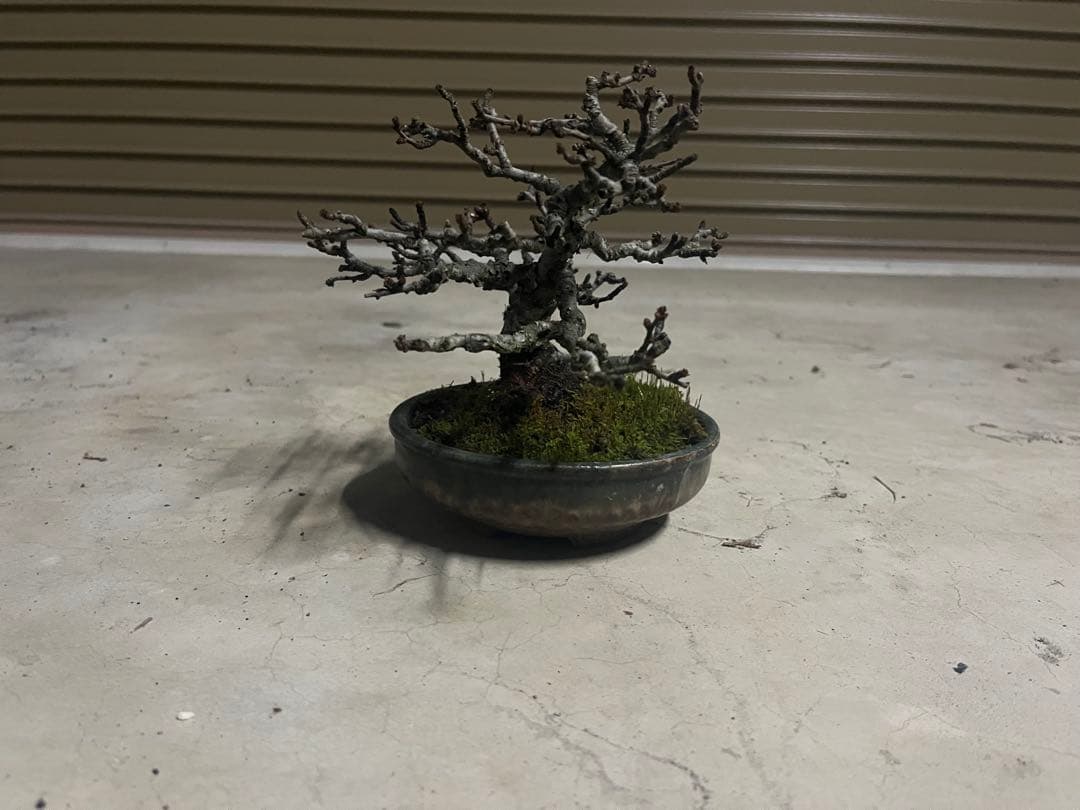 R*u様 300円スタート！長寿梅 盆栽