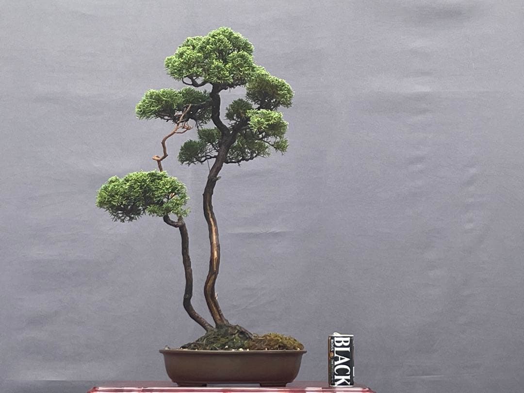 三河盆栽　紀州真柏　盆栽