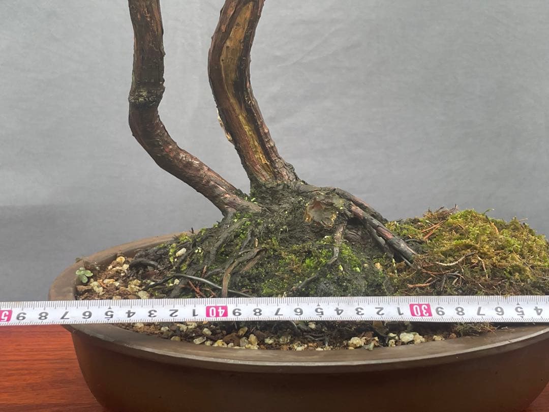 三河盆栽　紀州真柏　盆栽