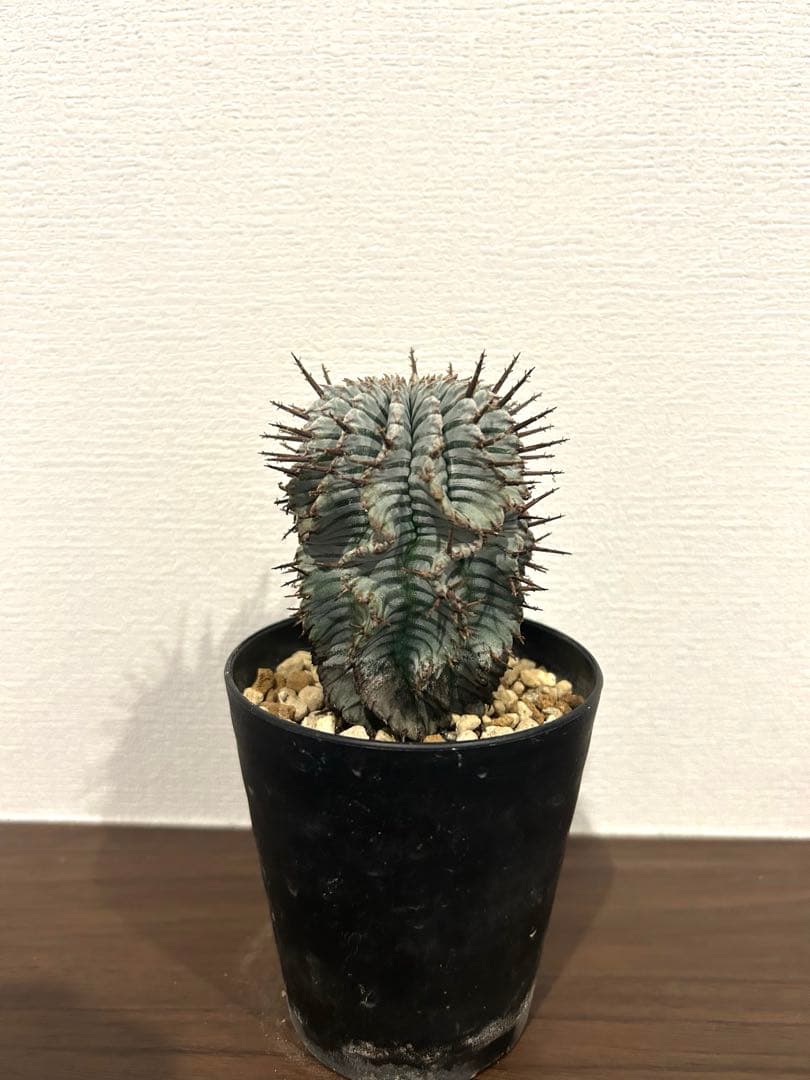 ユーフォルビア　ホリダ　ゼブラ　②