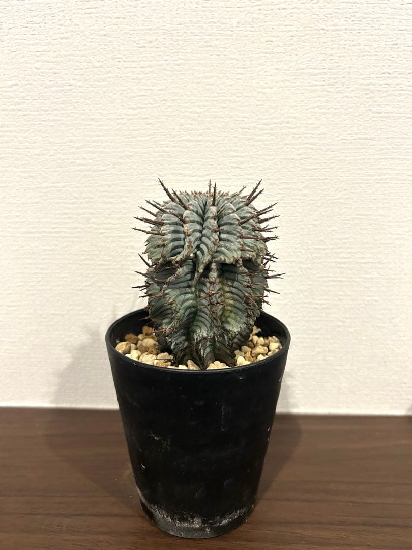 ユーフォルビア　ホリダ　ゼブラ　②