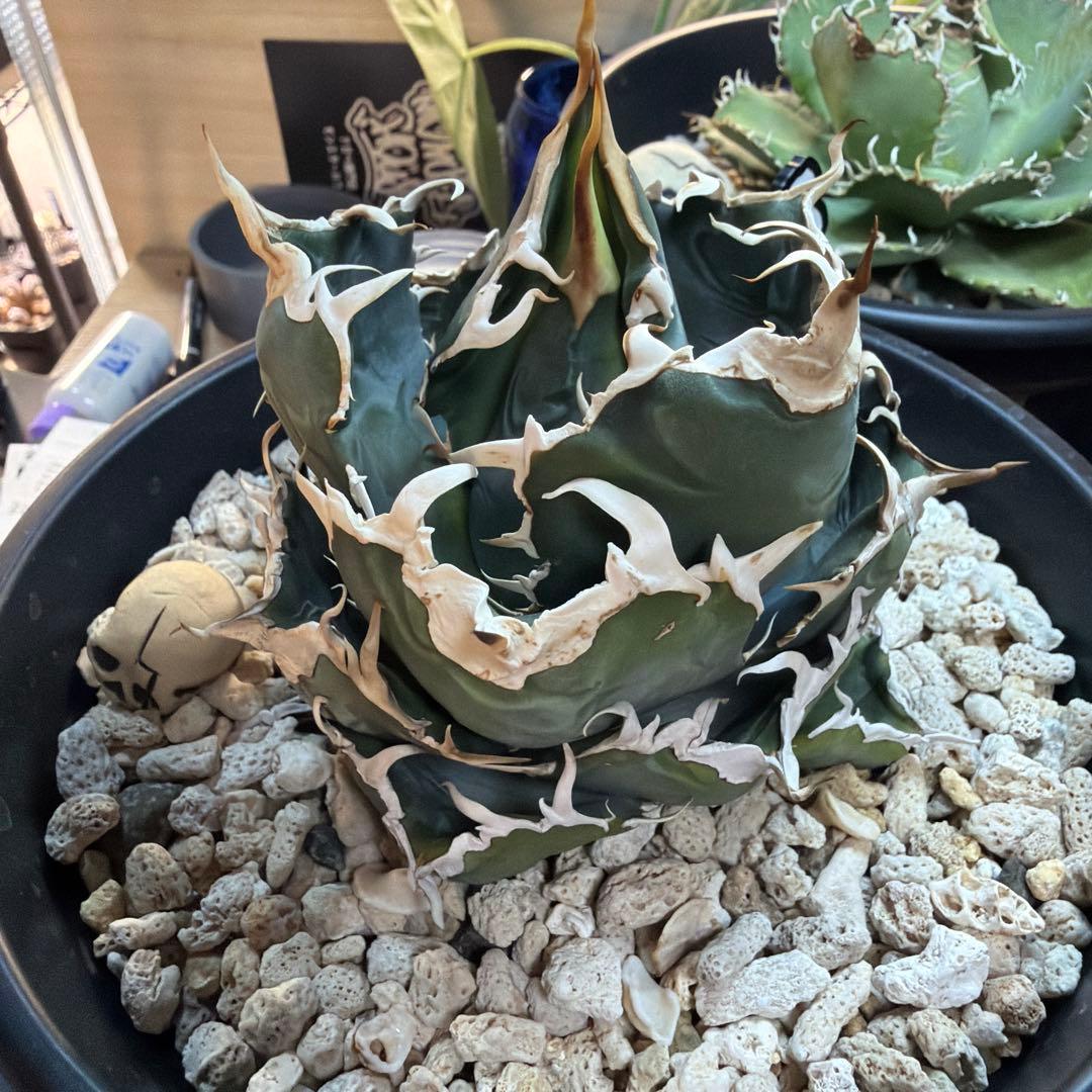 た*ね様 アガベ 5株セット