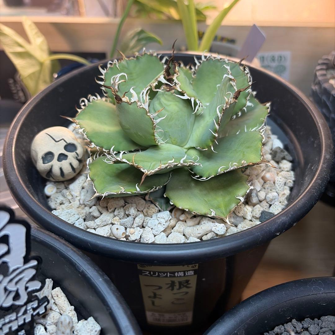 た*ね様 アガベ 5株セット