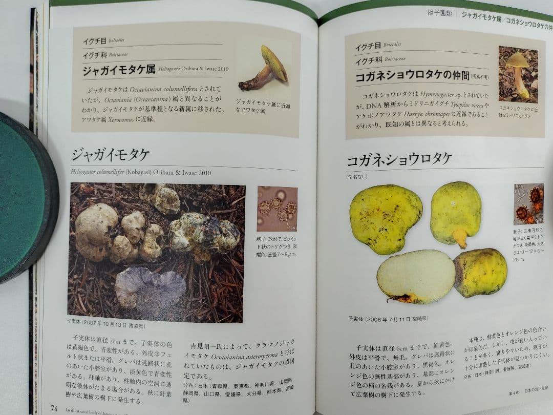 『日本のトリュフ。地下で進化したキノコの仲間たち 地下生菌 識別図鑑』