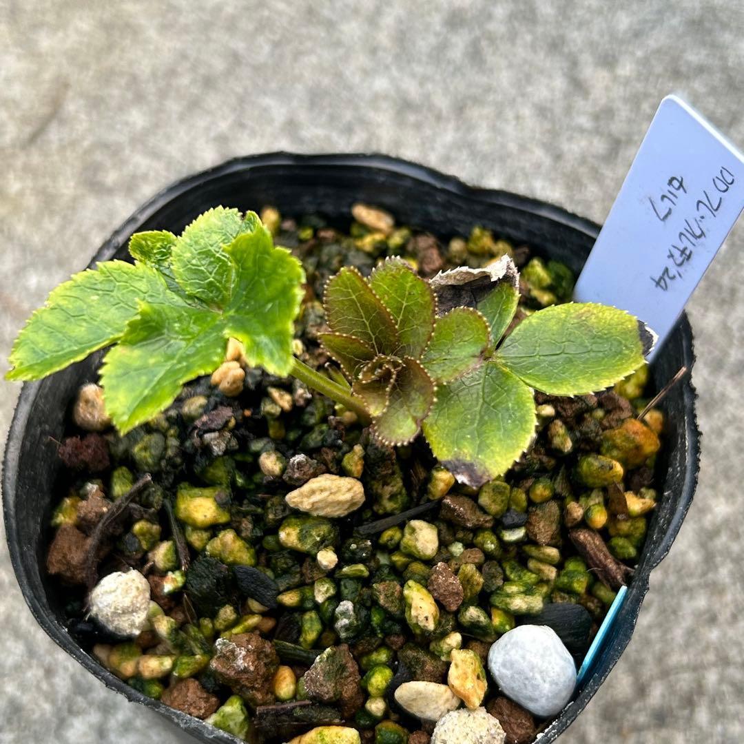 たんたんBwg026 クリスマスローズ 小苗 セット