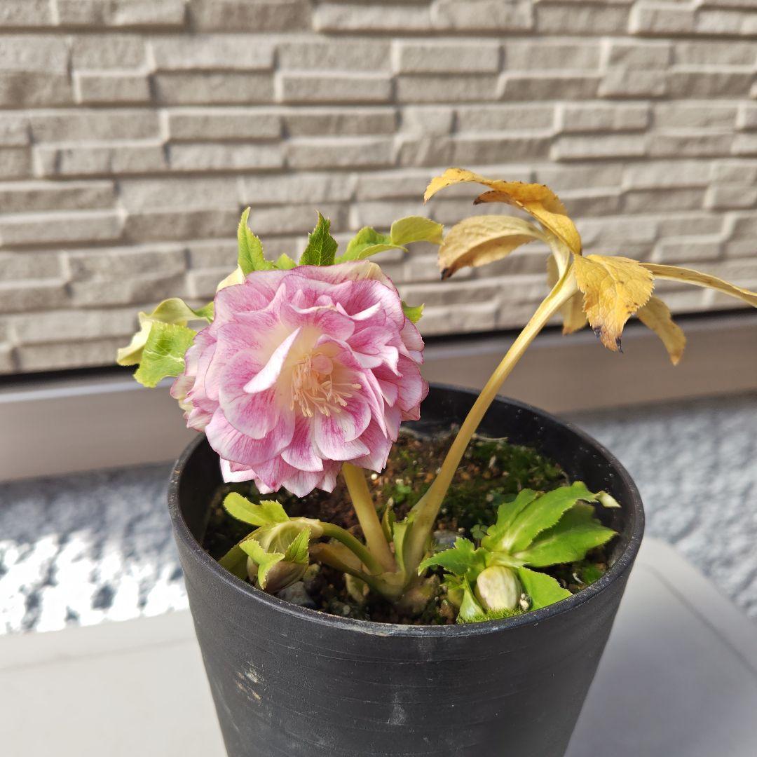 ヒ*イ様 クリスマスローズ 広瀬園芸 ddピンクぼかしオーレア