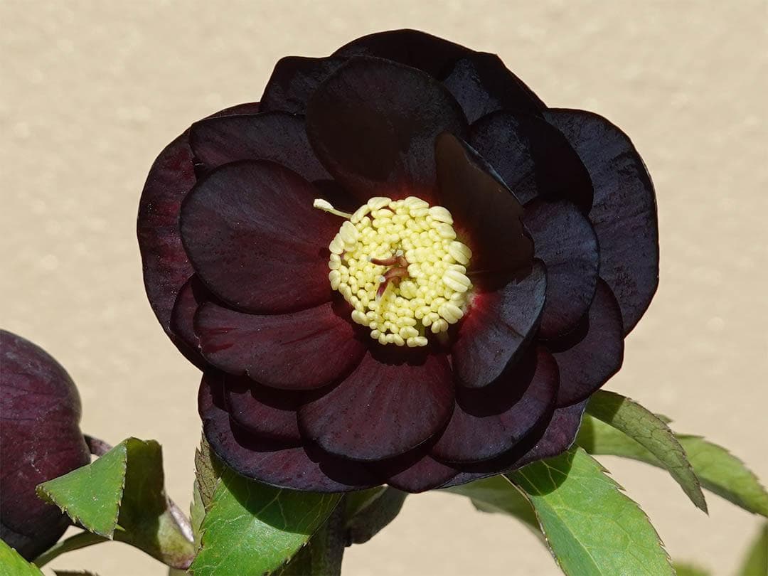 クリスマスローズ dd ブラックダークパープル グロッシーカラー