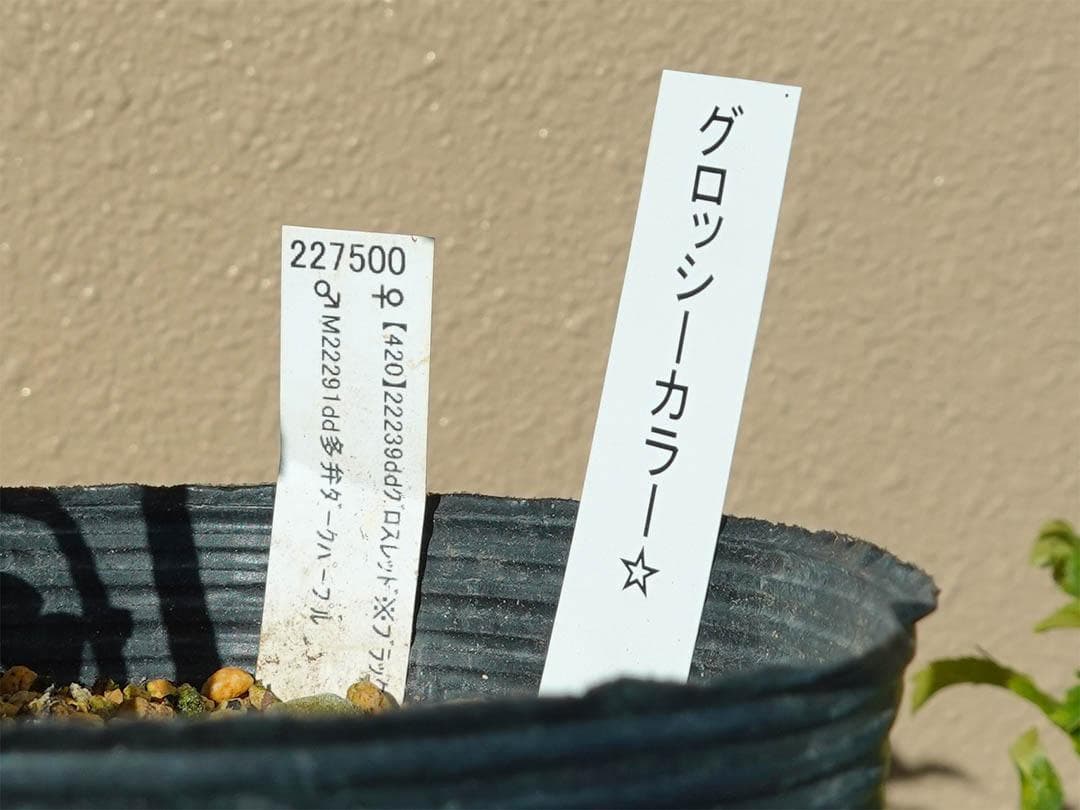 クリスマスローズ dd ブラックダークパープル グロッシーカラー