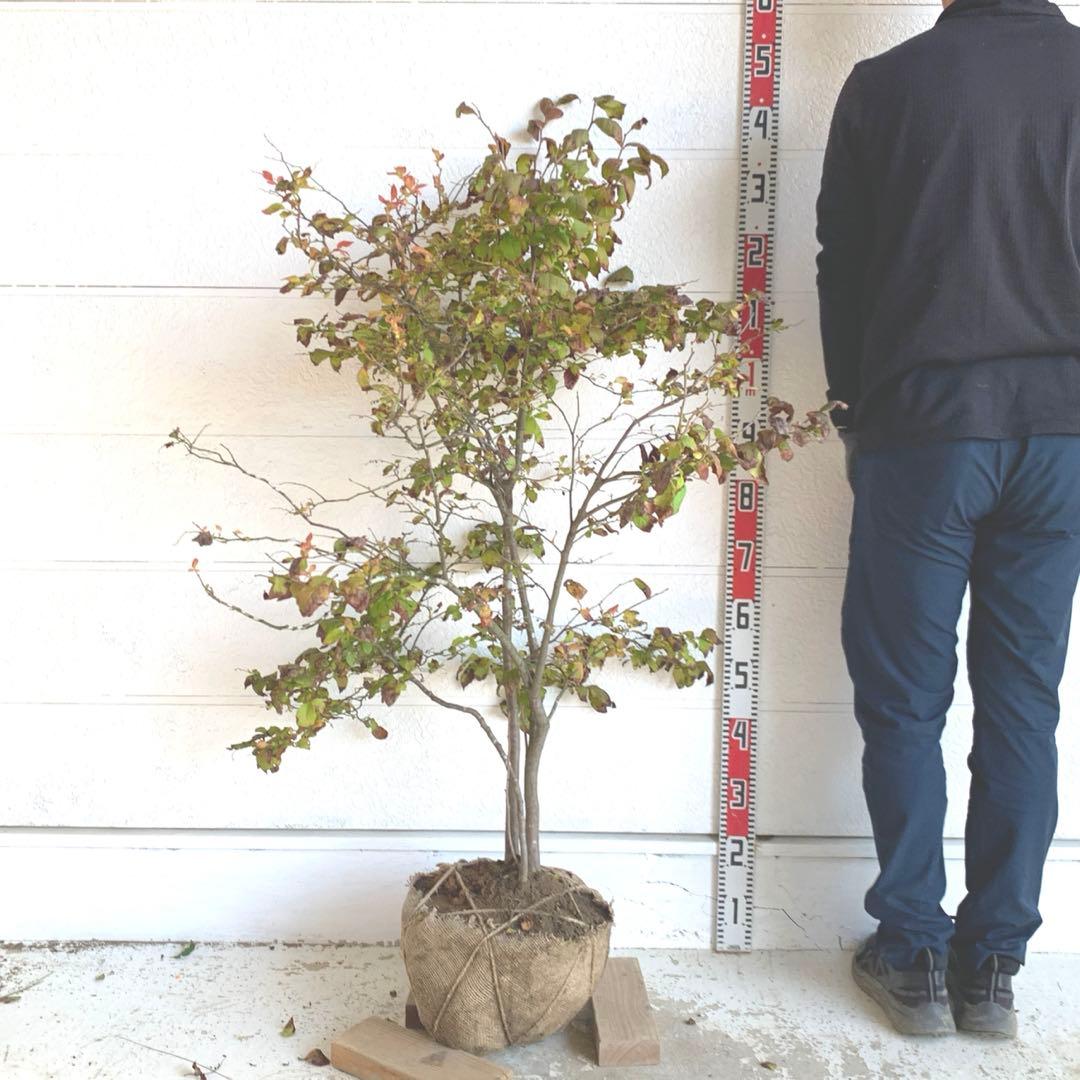 大株　ナツハゼ　約:130cm 【夏櫨/落葉樹/果樹苗】403371