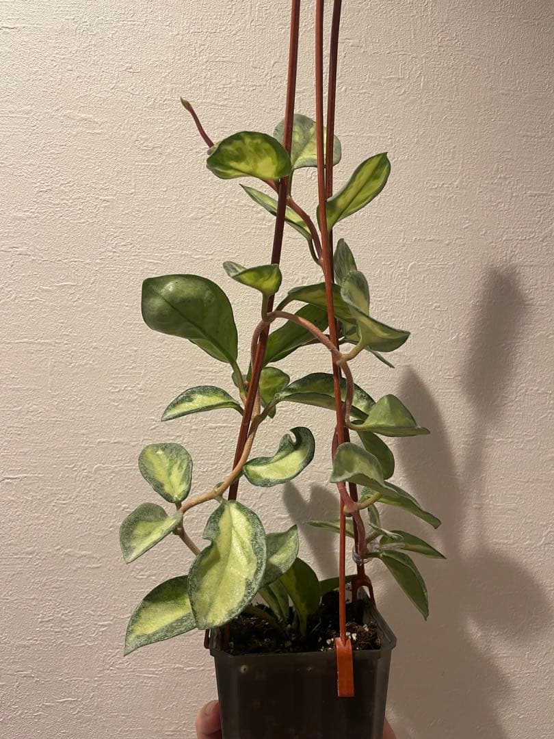 アオ　レア　ホヤ アルゲンティア プリンセス サクララン　美株