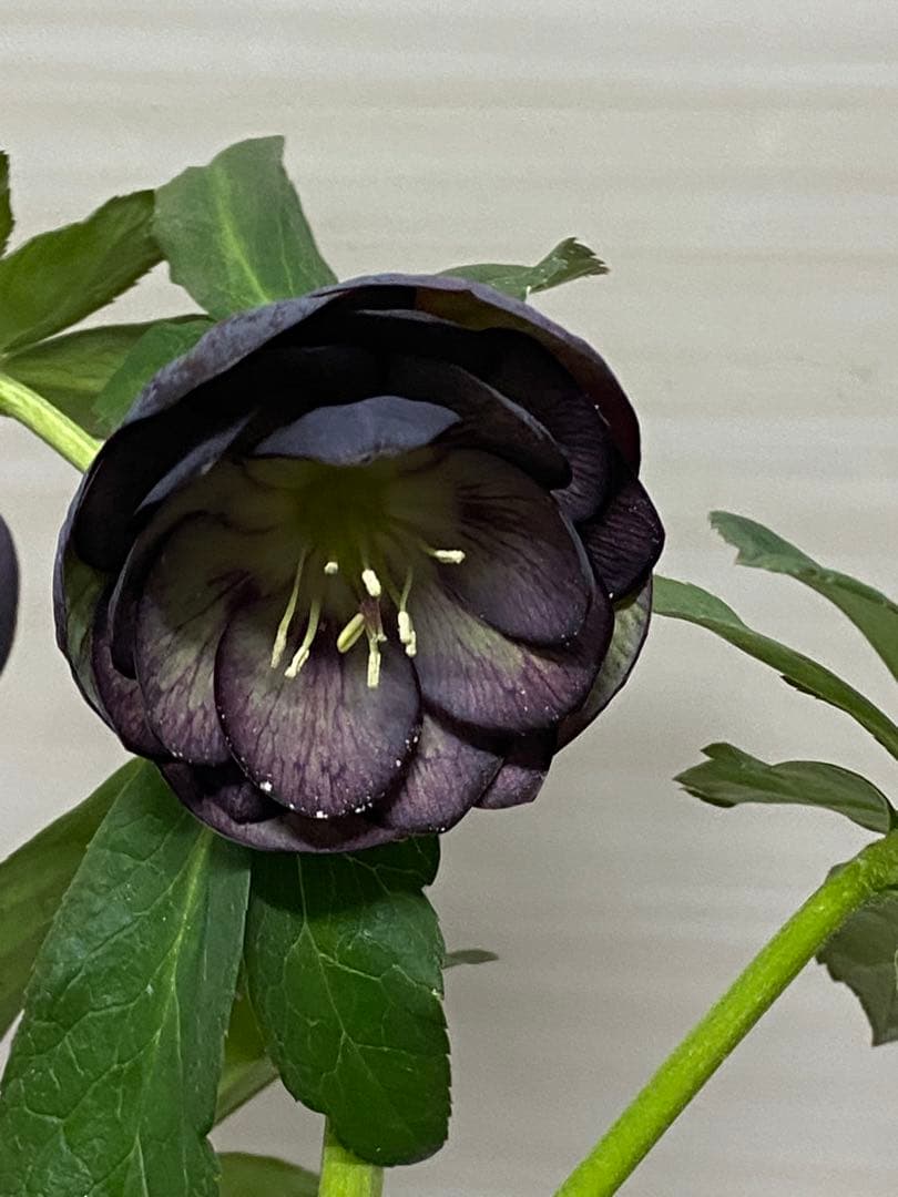 クリスマスローズ苗