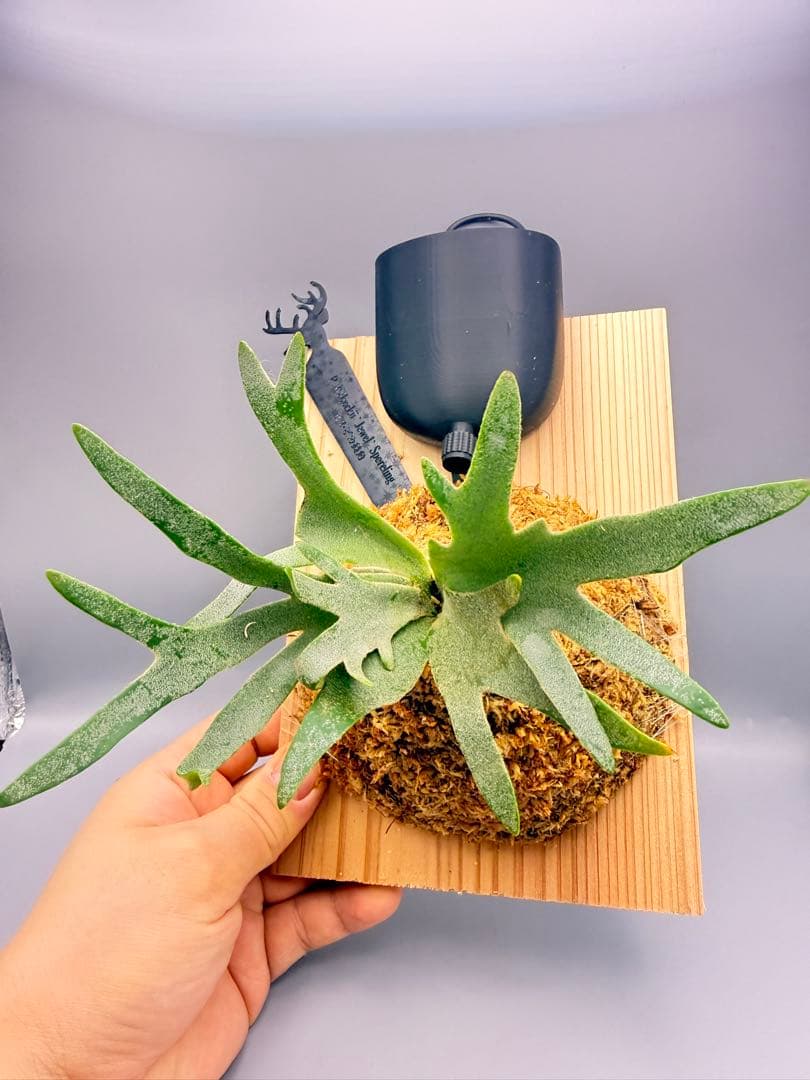 極大サイズ　ビカクシダ P.willinckii 'Jewel' spore