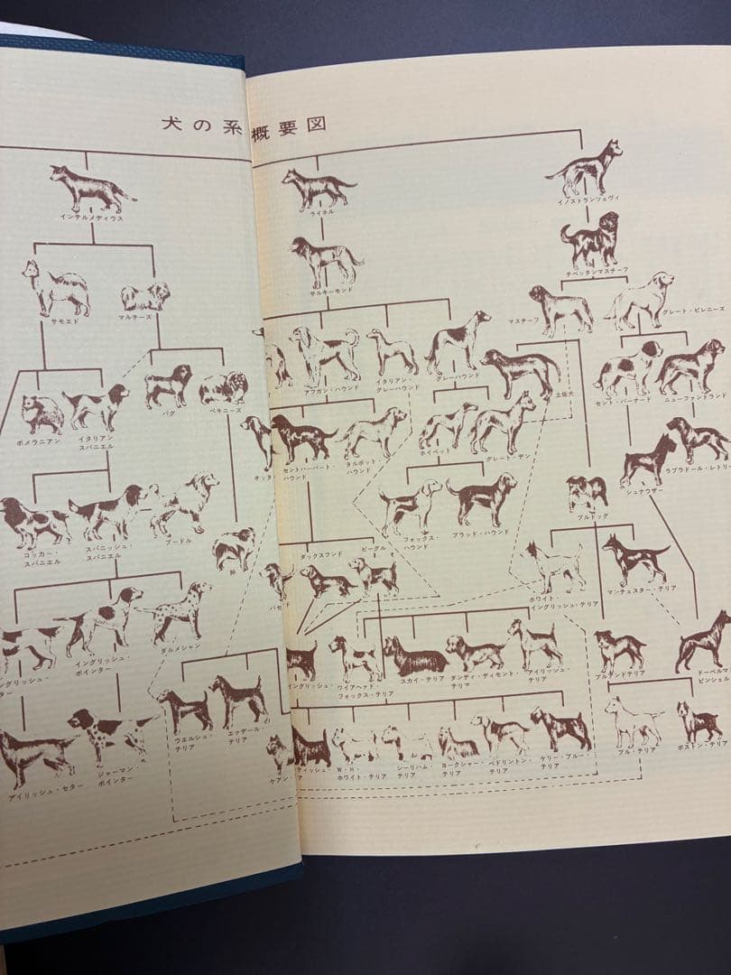 犬の新百科―JKCの犬種標準による