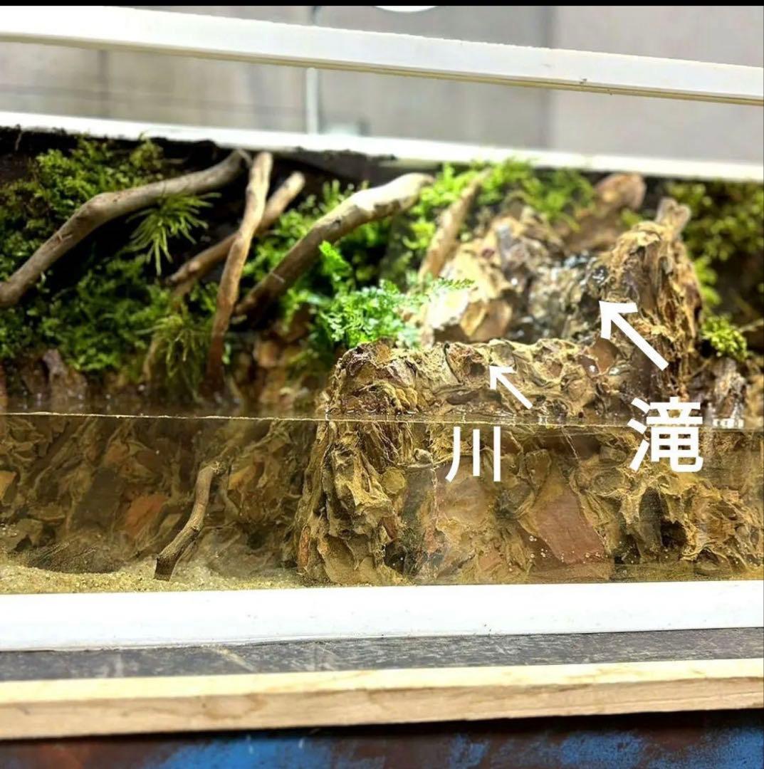 滝の流れるアクアテラリウム　イモリウム