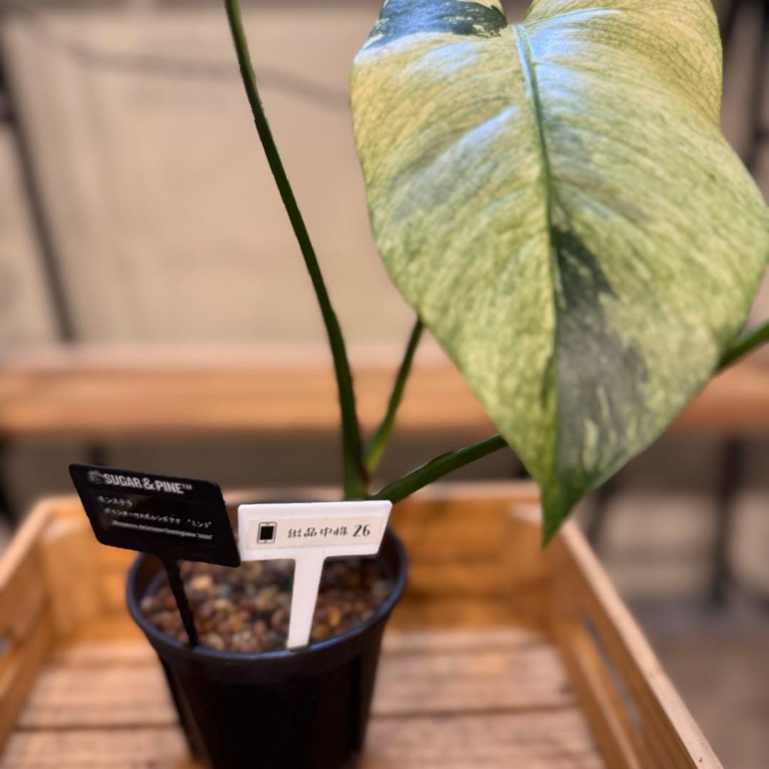 R*i様 26 モンステラ　ボルシギアナ　‘タイ　ミント’ フルミントに転じる可