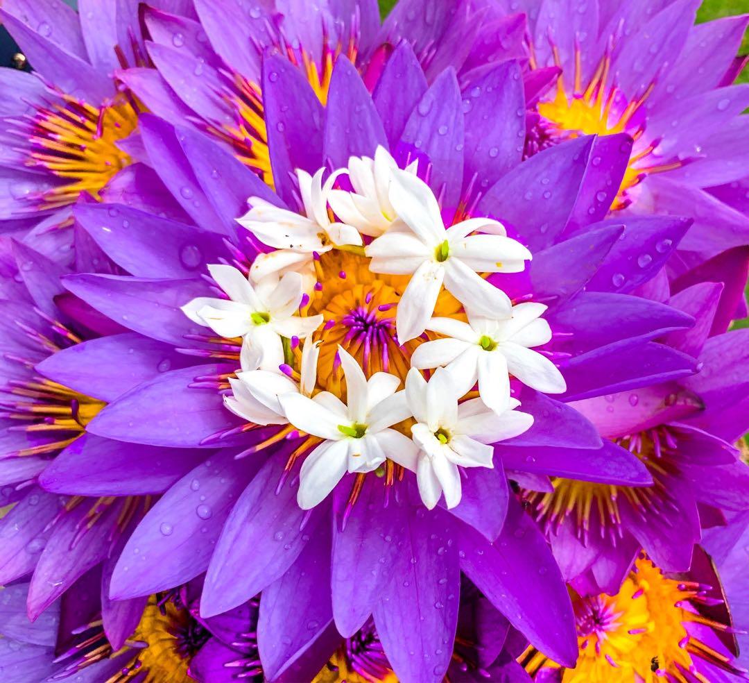 ブルーロータス ドライフラワー 100%有機栽培140g