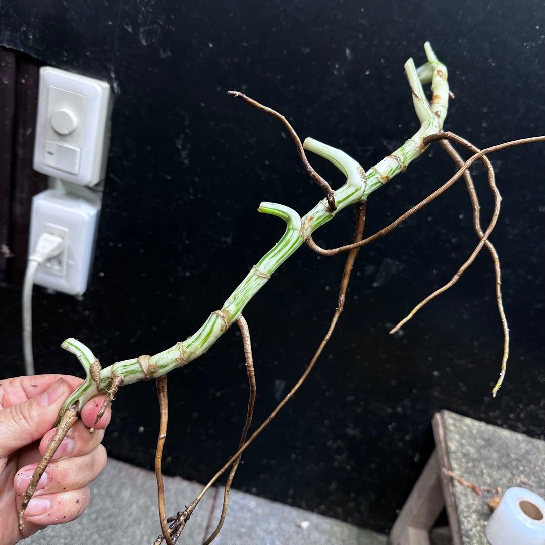 a*a様 斑入りモンステラホワイトタイガー大茎6株おまとめ