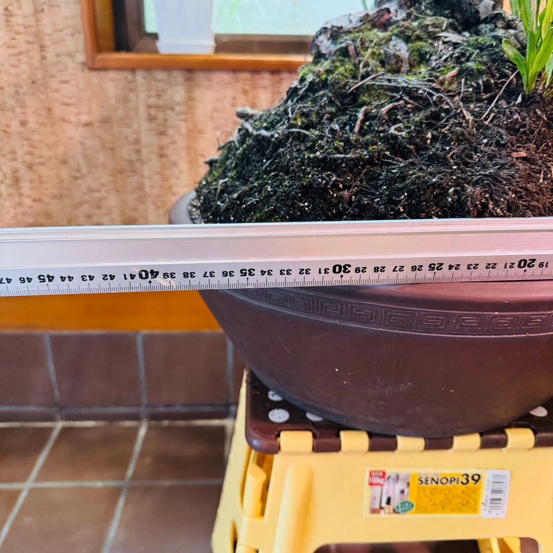 Porco　【特価】松盆栽大品　樹高 90cm 特大