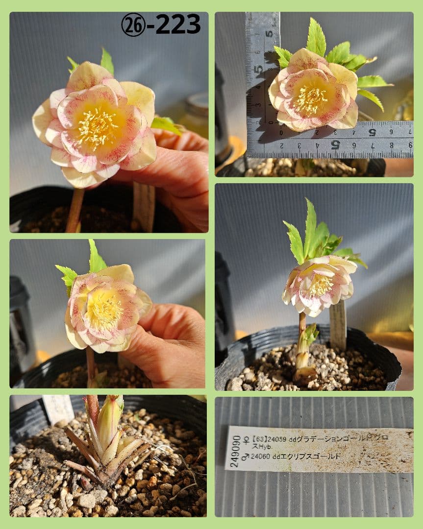 ★Orange様ご購入苗クリスマスローズ6点