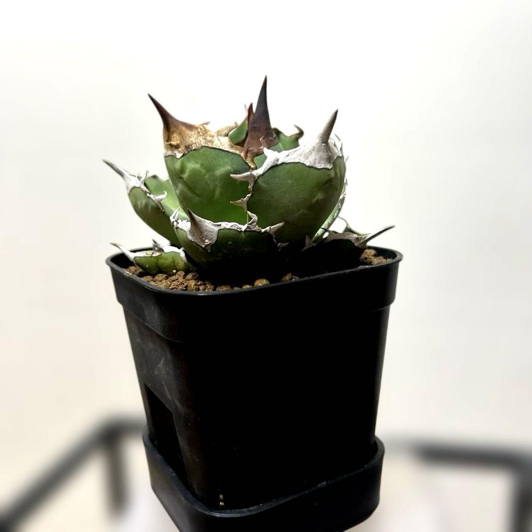 アガベ 鉢植発送 白犀牛 極上血統 スペシャル個体 中株サイズ