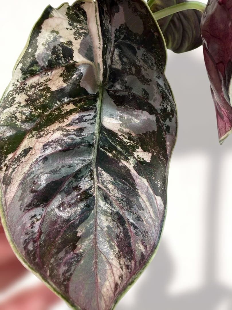 アロカシア アズラニー 斑入り 芋 限定２個