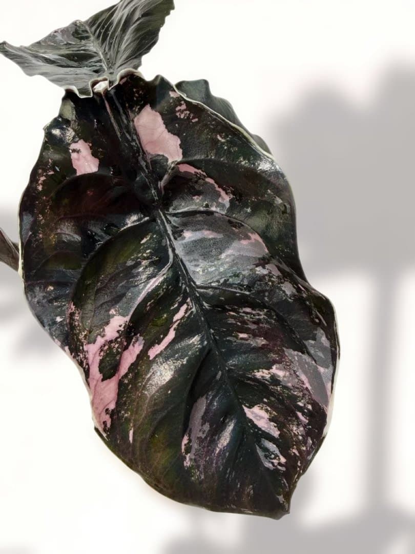 アロカシア アズラニー 斑入り 芋 限定２個