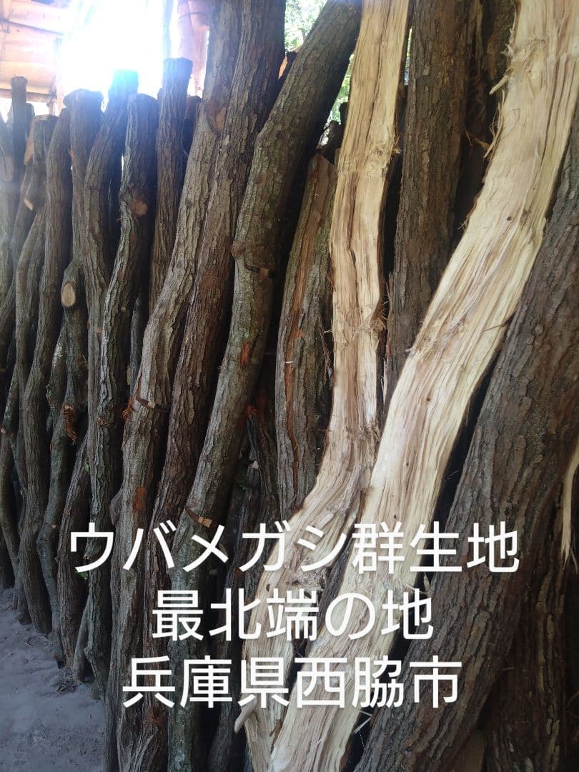 ティアラ 備長炭 丸物２０キロ