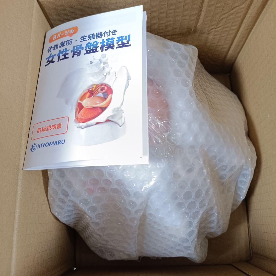 KIYOMARU 骨盤底筋付き女性骨盤模型 人体模型 8パーツ 理学療法士