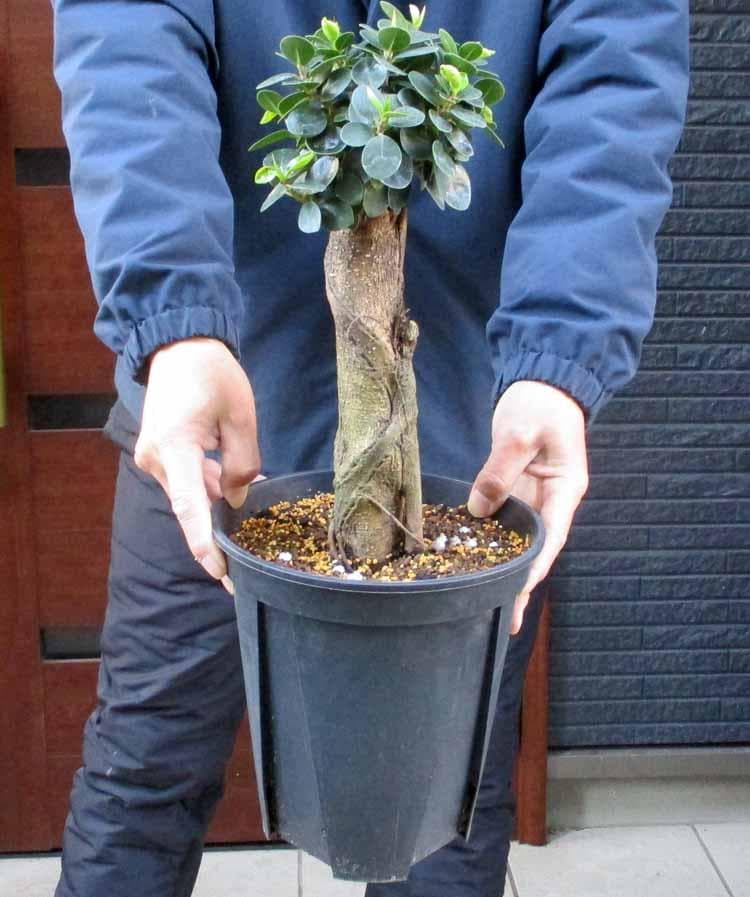 【現品】パンダガジュマル （ぱんだ・ガジュマル）（パンダ・ガジュマル）7号　Hお