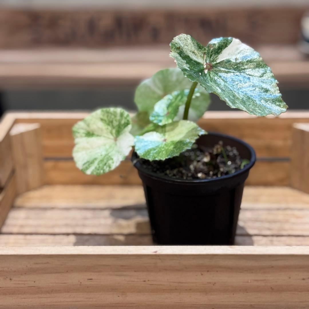 m*l様 1 ベゴニア　ルージュ　斑入り　大人気ベゴニア　丸葉が可愛い