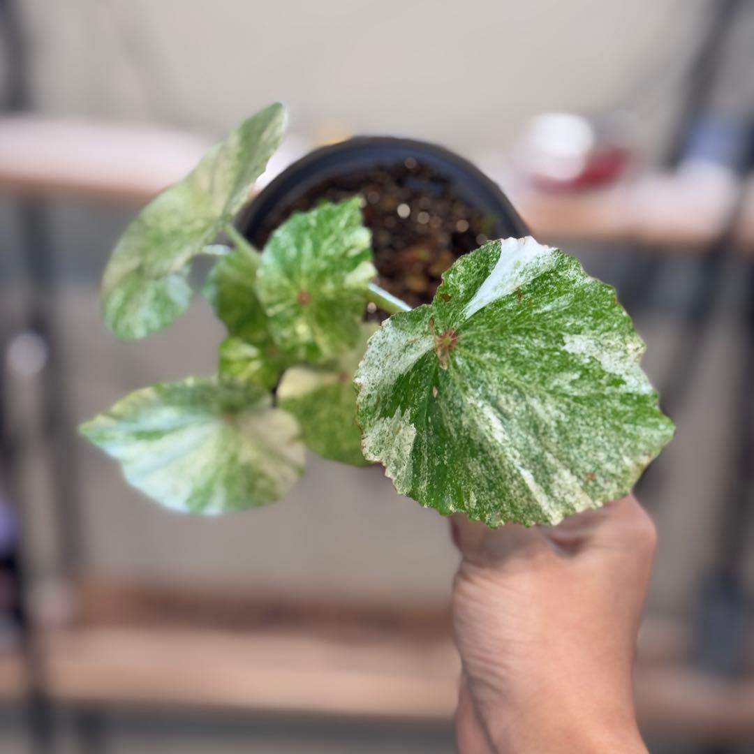 m*l様 1 ベゴニア　ルージュ　斑入り　大人気ベゴニア　丸葉が可愛い