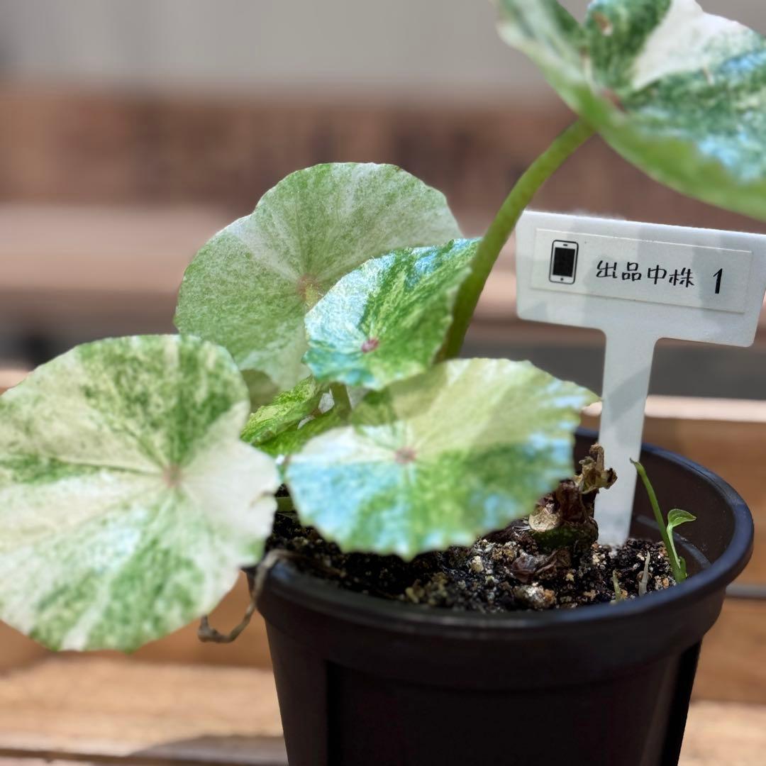 m*l様 1 ベゴニア　ルージュ　斑入り　大人気ベゴニア　丸葉が可愛い