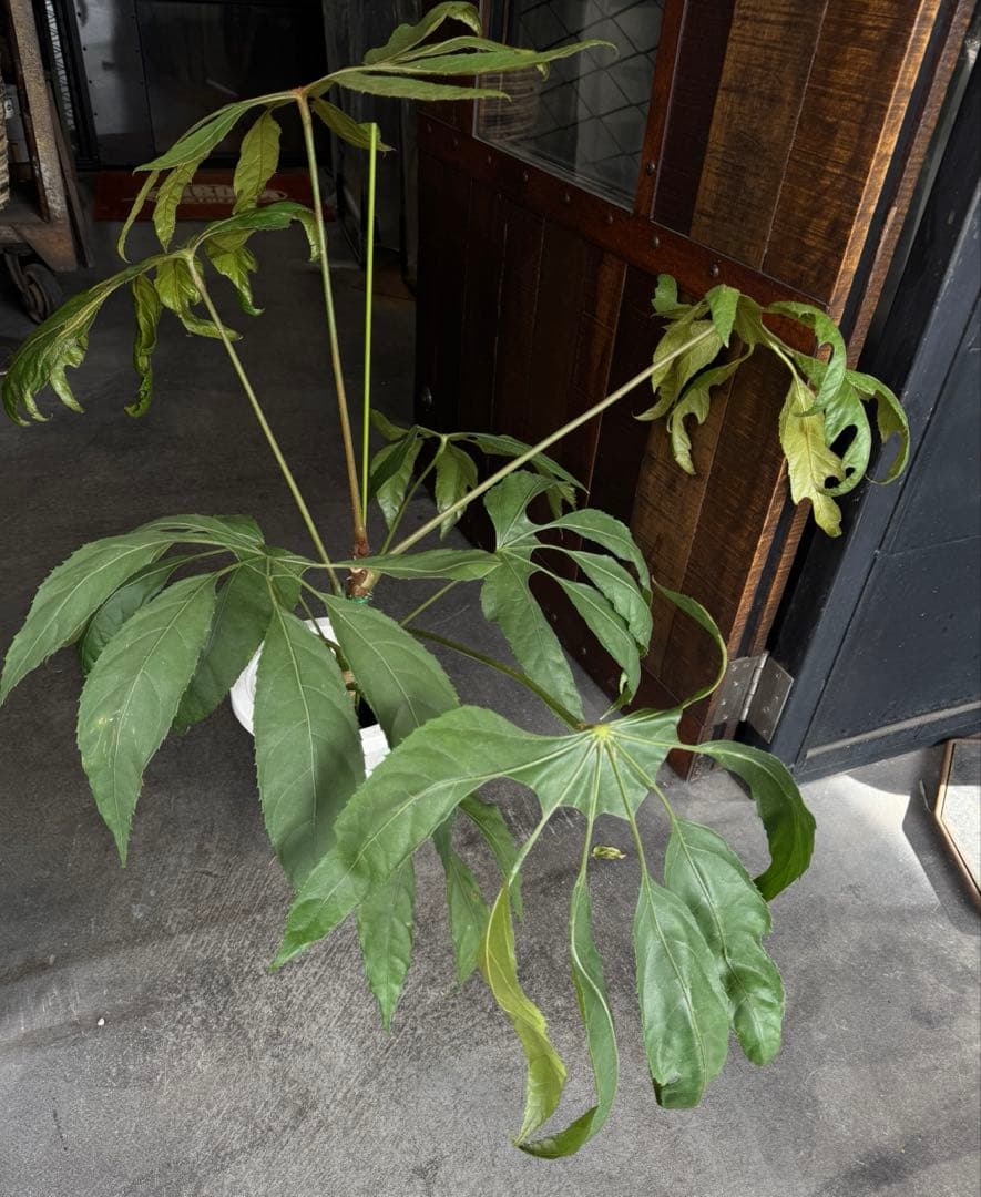 希少★ 入荷〜☆ トラベシア　トレベシア パルマータ　7号　観葉植物 760