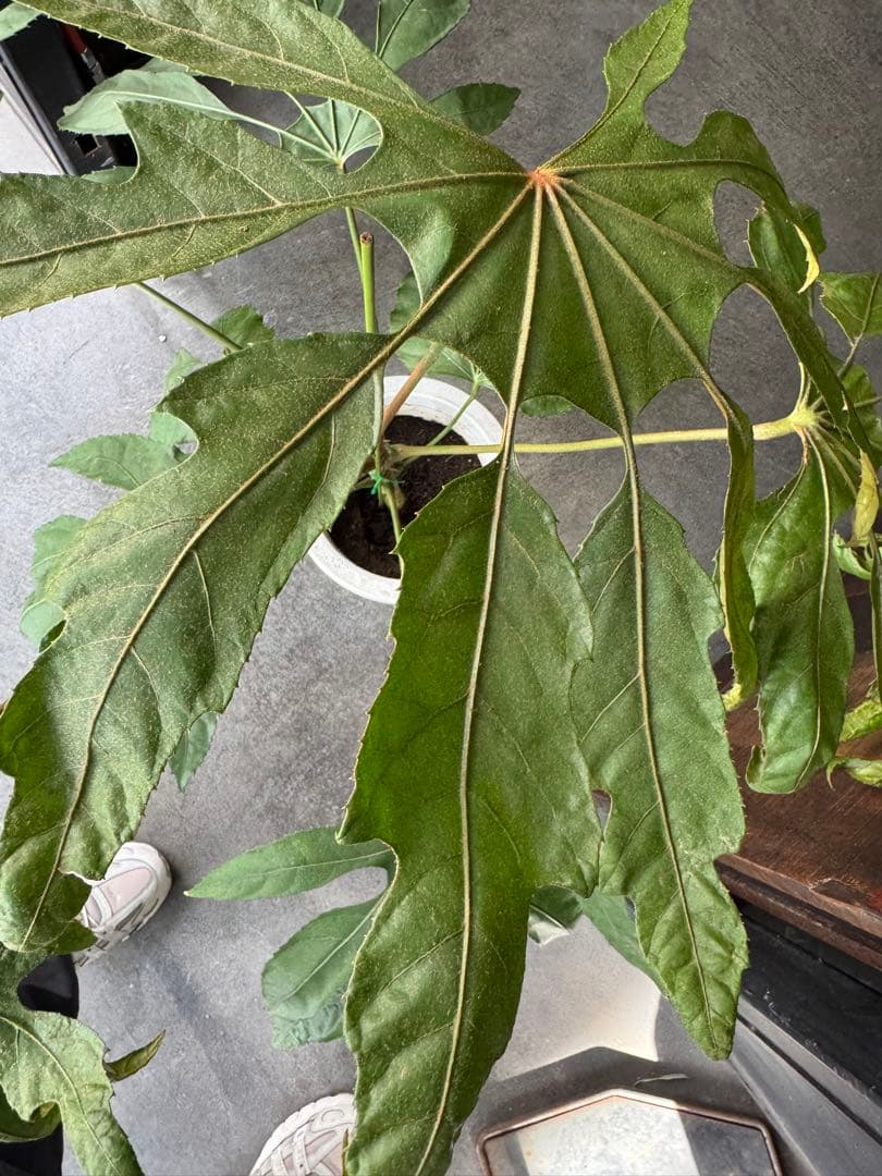 希少★ 入荷〜☆ トラベシア　トレベシア パルマータ　7号　観葉植物 760