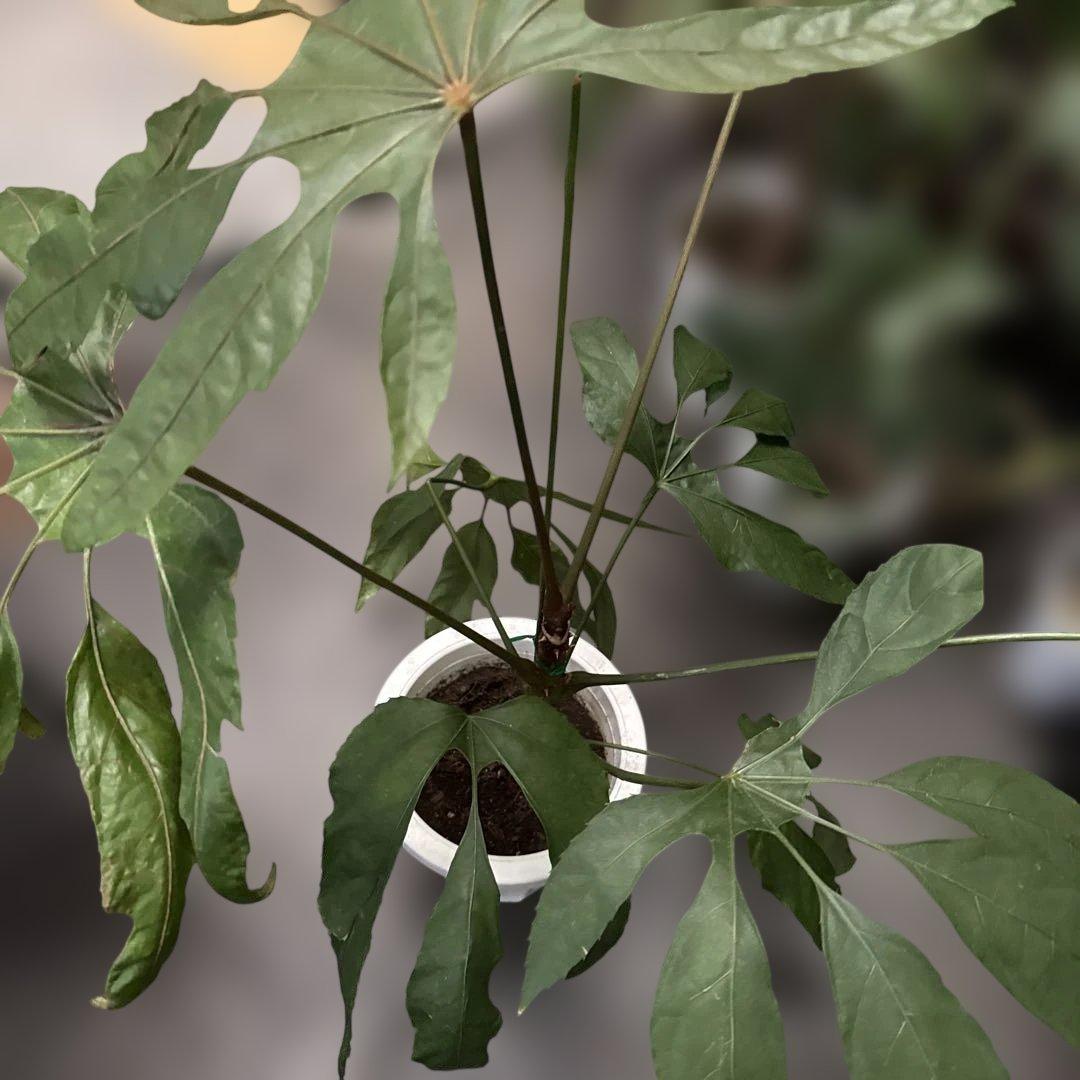 希少★ 入荷〜☆ トラベシア　トレベシア パルマータ　7号　観葉植物 760