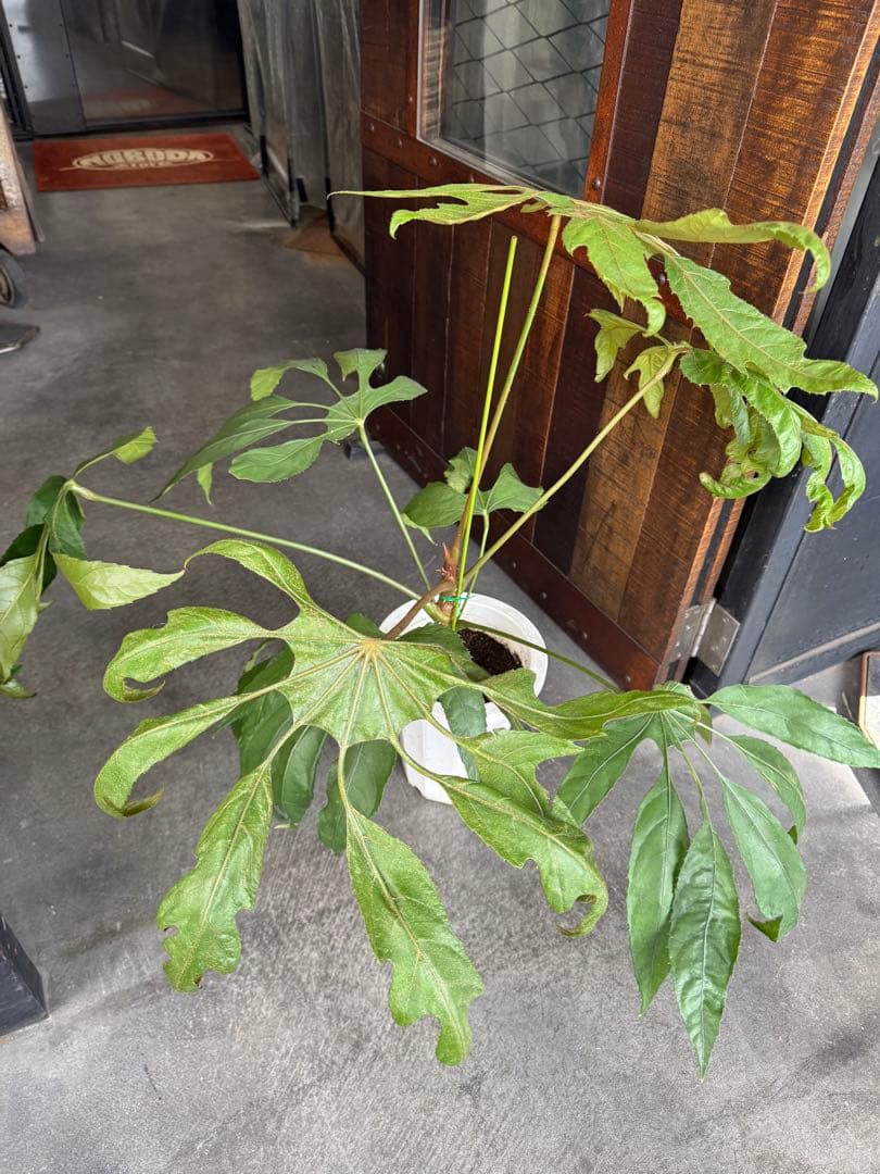 希少★ 入荷〜☆ トラベシア　トレベシア パルマータ　7号　観葉植物 760