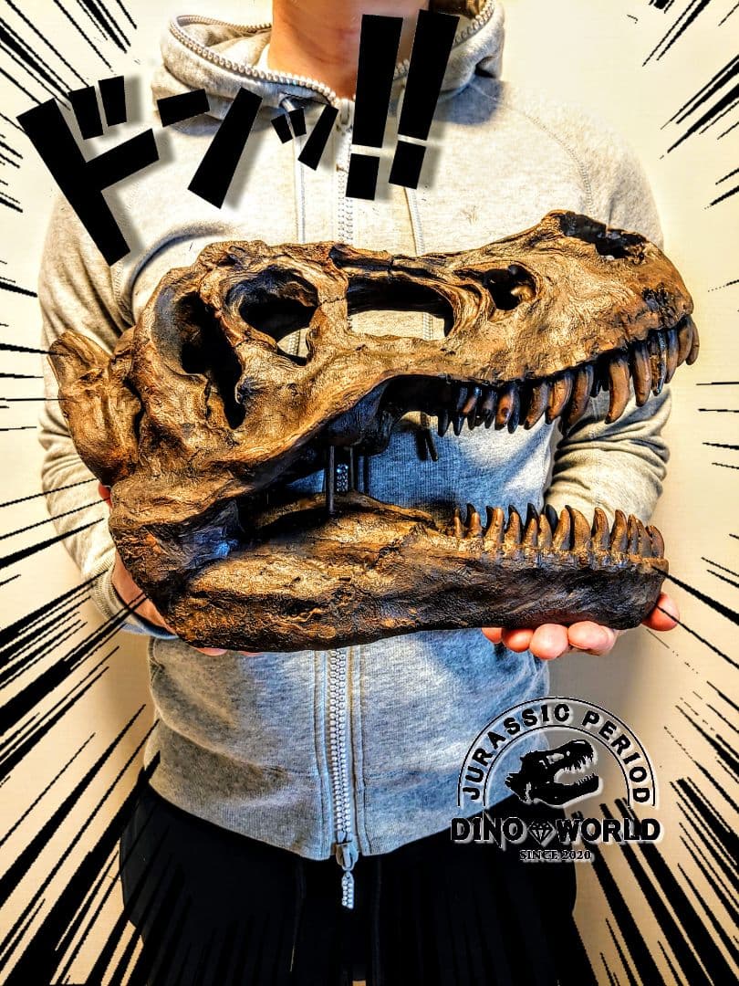 【2個セット】 ティラノサウルス トリケラトプス 頭骨 化石 レプリカ