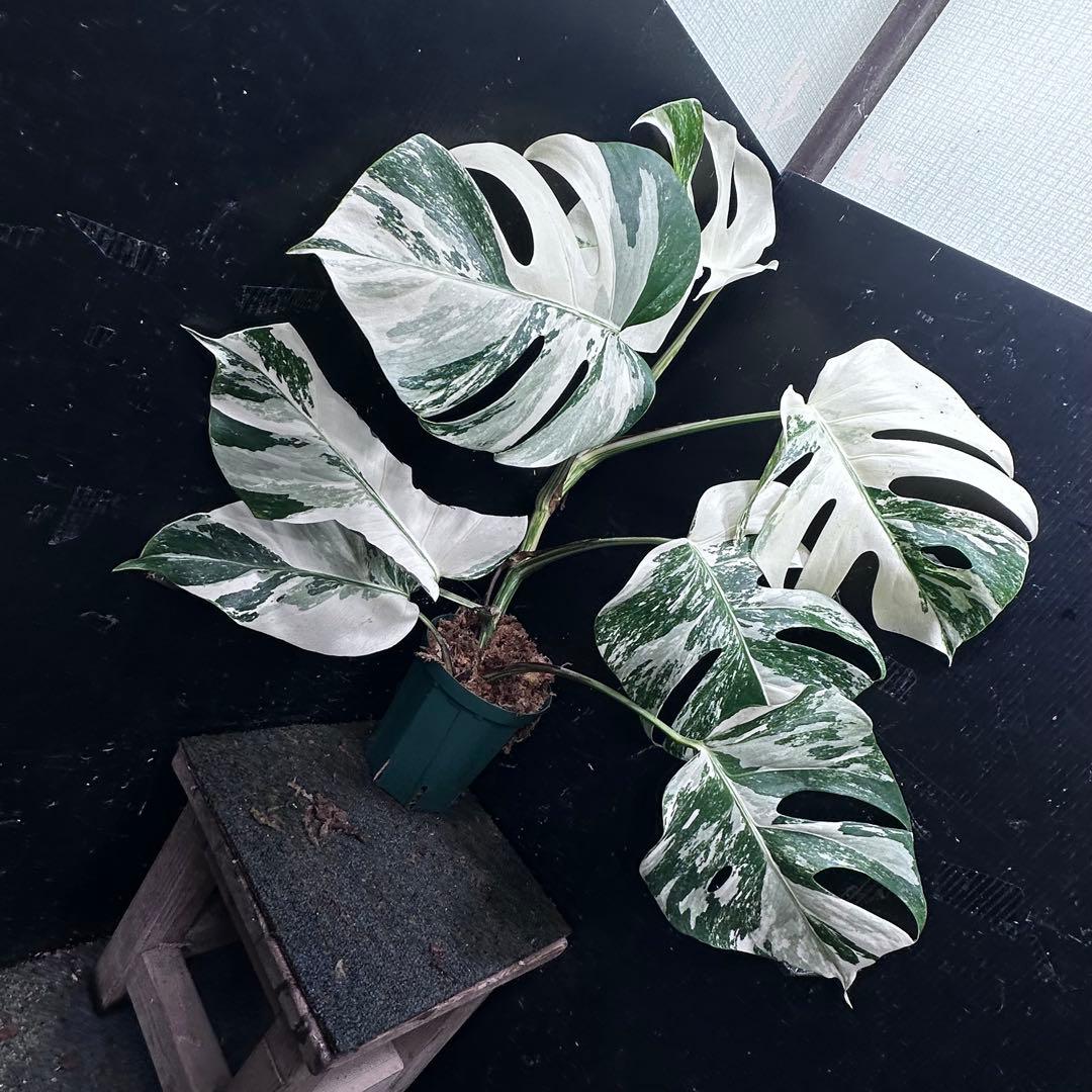 ビ*ズ様 斑入りモンステラ ホワイトタイガー極美大株65cm白斑多