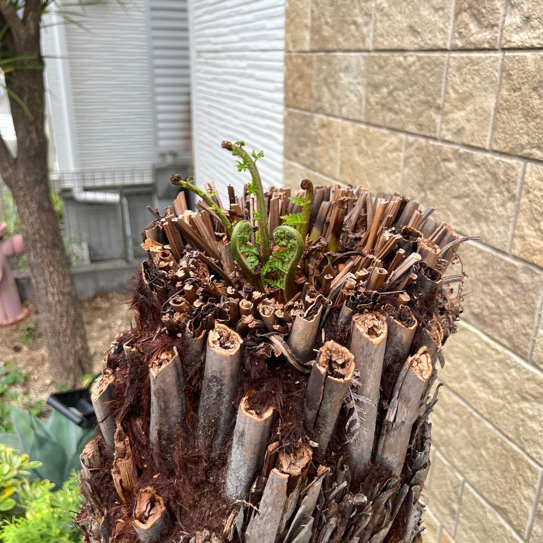 破格　大株　ディクソニア　アンタルティカ