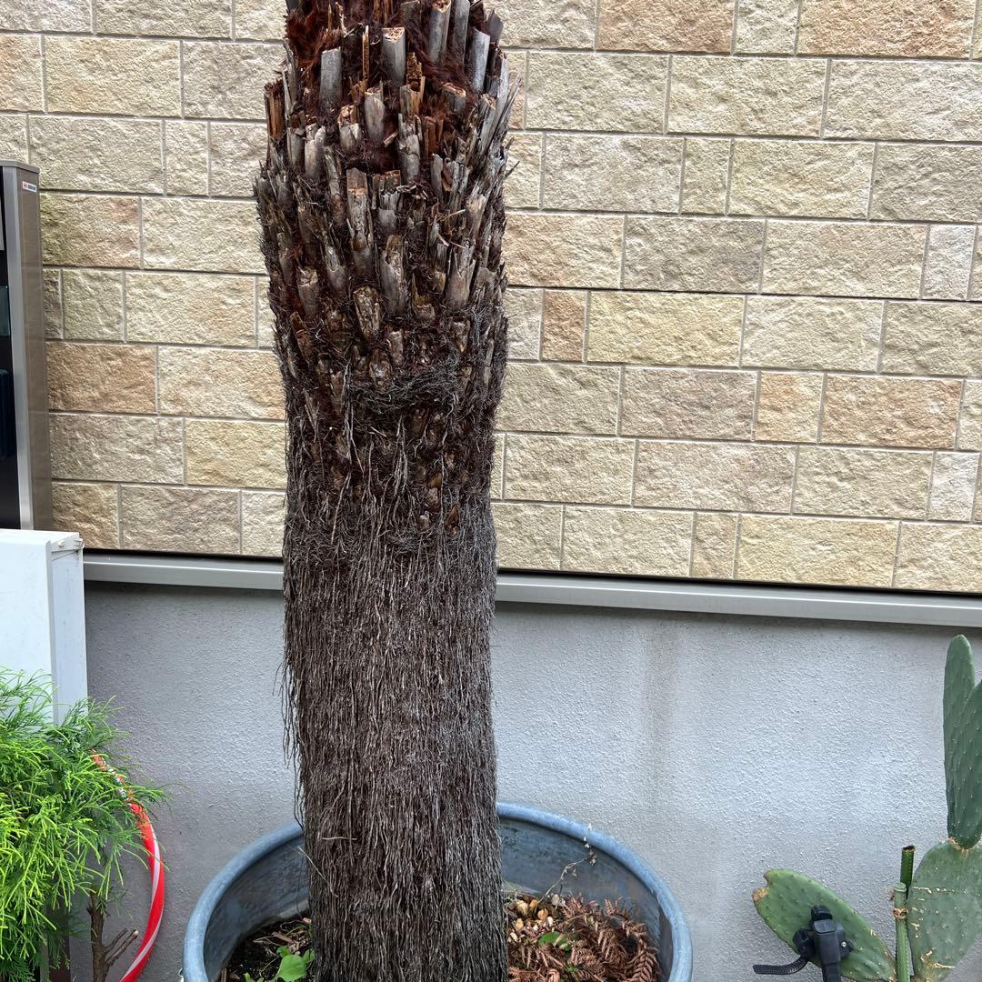 破格　大株　ディクソニア　アンタルティカ