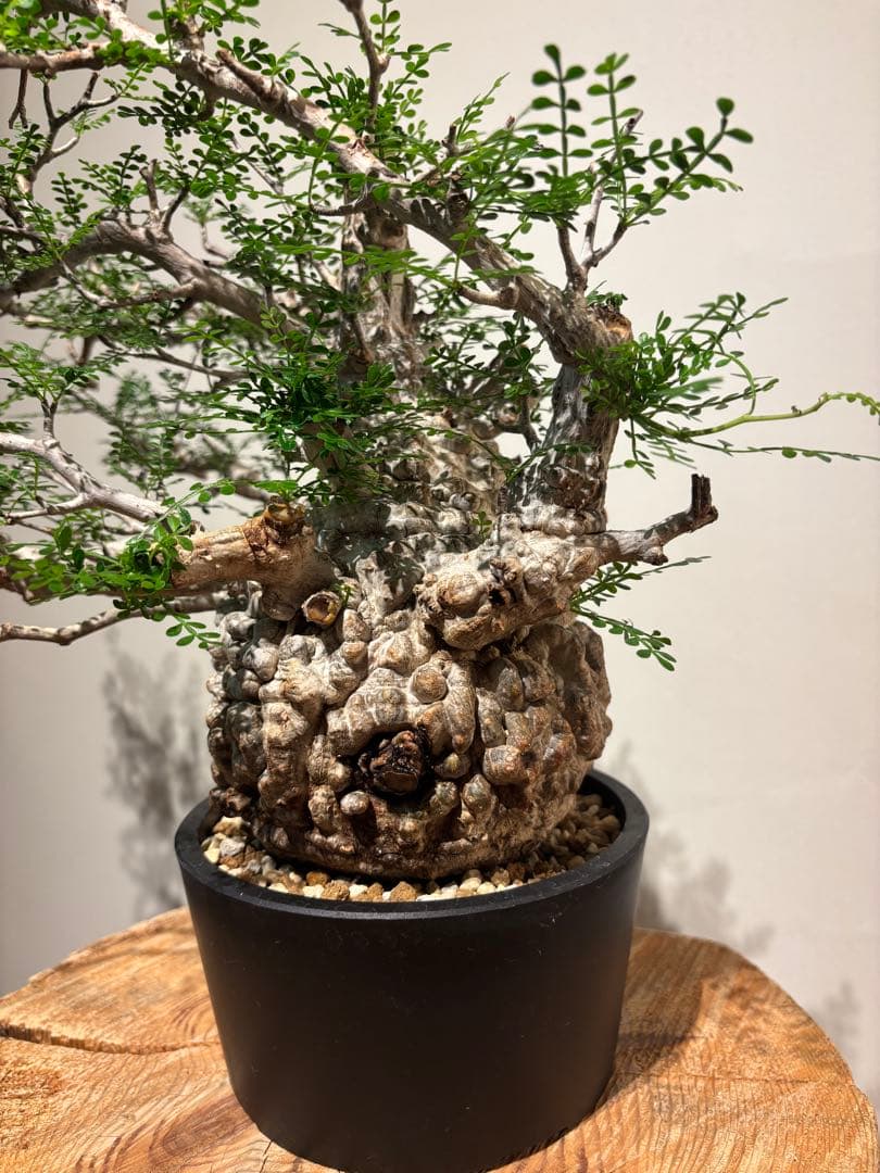 超美肌　雌株　ボコ肌　白肌　オペルクリカリア　パキプス　塊根植物