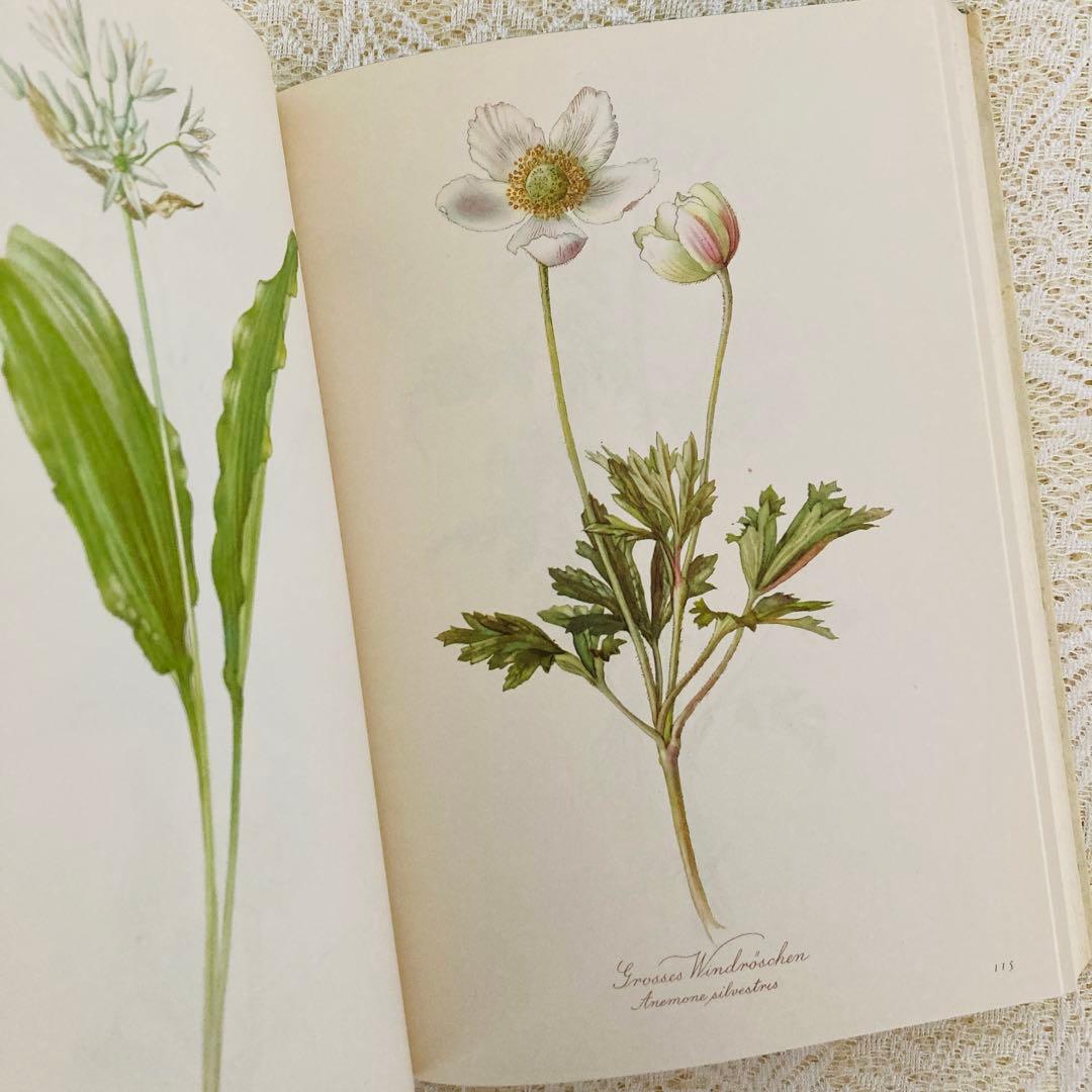 希少　ヴィンテージ植物図鑑2巻セット　繊細で美しい植物画300点　洋書・古書